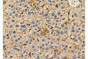 anti-Galanin Receptor 3 (GALR3) (C-Term) antibody