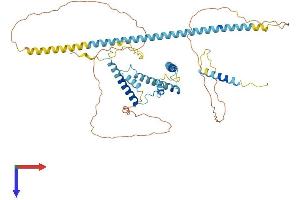 NSRP1 Protein (AA 1-542) (His tag)