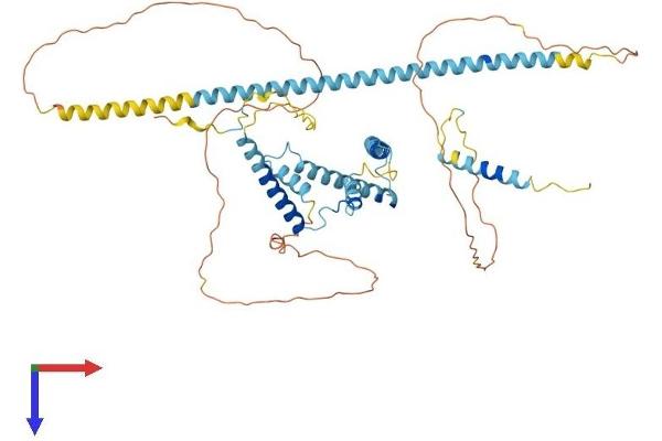 NSRP1 Protein (AA 1-542) (His tag)