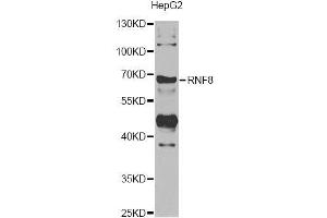 Western blot analysis of extracts of HepG2 cells, using RNF8 antibody. (RNF8 Antikörper)