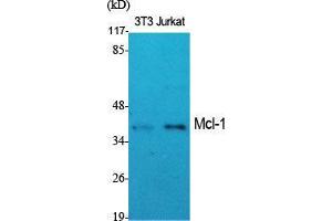 Western Blot (WB) analysis of specific cells using Mcl-1 Polyclonal Antibody.