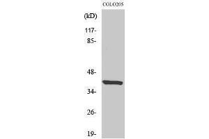 Western Blotting (WB) image for anti-Eukaryotic Translation Initiation Factor 3 Subunit F (EIF3F) (Internal Region) antibody (ABIN3174910) (EIF3F Antikörper  (Internal Region))