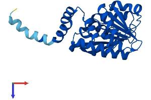 Protein Structure (PS) image for Transmembrane O-Methyltransferase (TOMT) (AA 1-258) protein (His tag) (ABIN7561857)