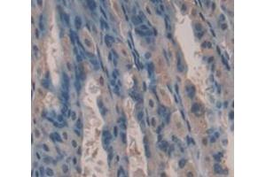 IHC-P analysis of Mouse Tissue, with DAB staining. (Kallikrein 13 Antikörper  (AA 25-261))