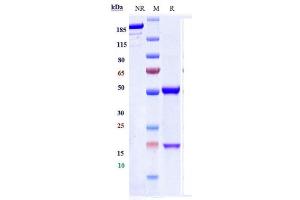 Anti-Hepcidin / HAMP Reference Antibody (Ludwig-Maximilians U.