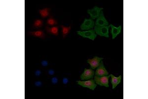 ABIN6255180 and ABIN6267443 staining HepG2 cells(4h of LPS treatment) by IF/ICC.