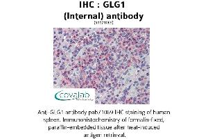 Image no. 2 for anti-Golgi Glycoprotein 1 (GLG1) (Internal Region) antibody (ABIN1734714)