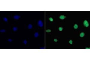 Immunofluorescence analysis of 293T cells using DiMethyl-Histone H3-K36 Polyclonal Antibody (Histone 3 Antikörper  (2meLys36))
