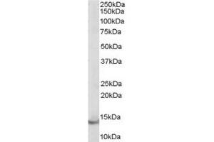 Image no. 2 for anti-Parvalbumin (PVALB) (C-Term) antibody (ABIN374572) (PVALB Antikörper  (C-Term))