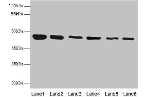 Western blot All lanes: SNX32 antibody at 6. (SNX32 Antikörper  (AA 144-403))