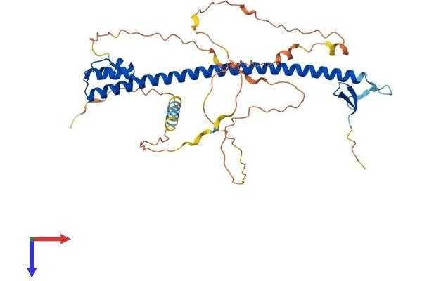 NFE2 Protein (AA 1-373) (His tag)