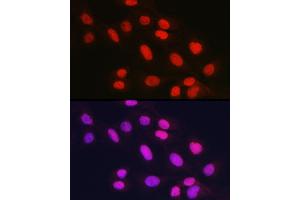 Immunofluorescence analysis of U2OS cells using Rad21 Rabbit pAb (ABIN7269822) at dilution of 1:150 (40x lens). (RAD21 Antikörper)