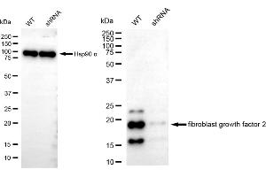 Western blotting analysis using fibroblast growth factor 2 antibody (ABIN7798604). (Rekombinanter FGF2 Antikörper)