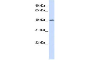 GHRHR antibody used at 1 ug/ml to detect target protein. (GHRHR Antikörper  (N-Term))