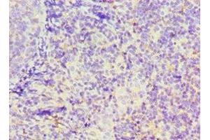Immunohistochemistry of paraffin-embedded human tonsil tissue using ABIN7156649 at dilution of 1:100 (GBP1 Antikörper  (AA 383-592))