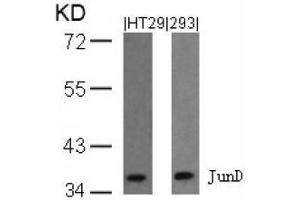 Image no. 1 for anti-Jun D Proto-Oncogene (JUND) (Ser255) antibody (ABIN197142) (JunD Antikörper  (Ser255))