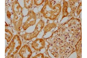 IHC image of ABIN7151424 diluted at 1:500 and staining in paraffin-embedded human kidney tissue performed on a Leica BondTM system. (EFHD1 Antikörper  (AA 15-72))