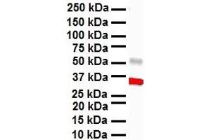 WB Suggested Anti-HBP1 antibody Titration: 1 ug/mL Sample Type: Human heart (HBP1 Antikörper  (Middle Region))