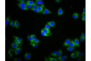Immunofluorescence staining of HepG2 cells with ABIN7156081 at 1:100, counter-stained with DAPI. (IGHA2 Antikörper  (AA 36-111))