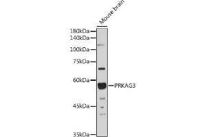 Western blot analysis of extracts of Mouse brain, using PRK antibody (ABIN6129909, ABIN6146189, ABIN6146191 and ABIN6218391) at 1:1000 dilution. (PRKAG3 Antikörper  (AA 1-210))