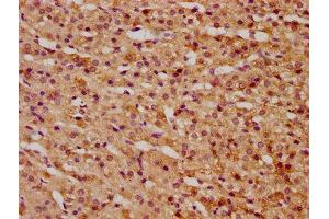 IHC image of ABIN7165725 diluted at 1:300 and staining in paraffin-embedded human adrenal gland tissue performed on a Leica BondTM system.