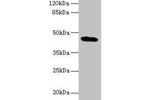Western blot All lanes: C19orf47 antibody at 10 μg/mL + Mouse muscle tissue Secondary Goat polyclonal to rabbit IgG at 1/10000 dilution Predicted band size: 45, 38, 30 kDa Observed band size: 45 kDa (C19orf47 Antikörper  (AA 1-281))