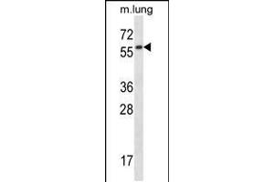 Western blot analysis in mouse lung tissue lysates (35ug/lane).