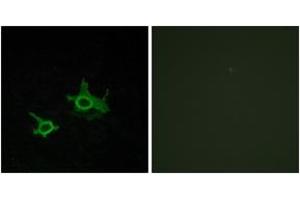 Immunofluorescence analysis of COS7 cells, using FZD3 Antibody. (FZD3 Antikörper  (AA 141-190))