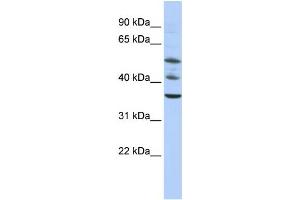 Western Blotting (WB) image for anti-Tripartite Motif Containing 68 (TRIM68) antibody (ABIN2458383) (TRIM68 Antikörper)