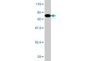 Western Blot detection against Immunogen (74. (ZNF70 Antikörper  (AA 1-446))