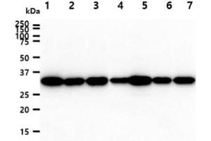 The cell lysates (40ug) were resolved by SDS-PAGE, transferred to PVDF membrane and probed with anti-human PPIE antibody (1:1000).