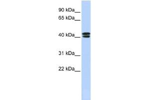 WB Suggested Anti-CACNB3 Antibody Titration:  0. (CACNB3 Antikörper  (N-Term))