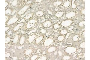 ABIN6262920 and ABIN6277730 at 1/100 staining human normal kidney tissue by IHC-P.