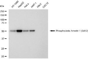 Western blotting analysis using Phospho-beta Arrestin 1 (S412) antibody (ABIN7797654). (Rekombinanter beta Arrestin 1 Antikörper  (pSer412))