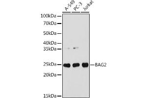 Western blot analysis of extracts of various cell lines, using B antibody (ABIN7265849) at 1:1000 dilution. (BAG2 Antikörper)
