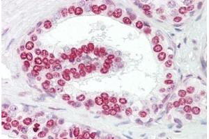 Anti-GATA4 antibody IHC staining of human prostate. (GATA4 Antikörper  (AA 330-380))