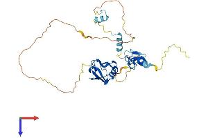 PDLIM4 Protein (AA 1-330) (His tag)