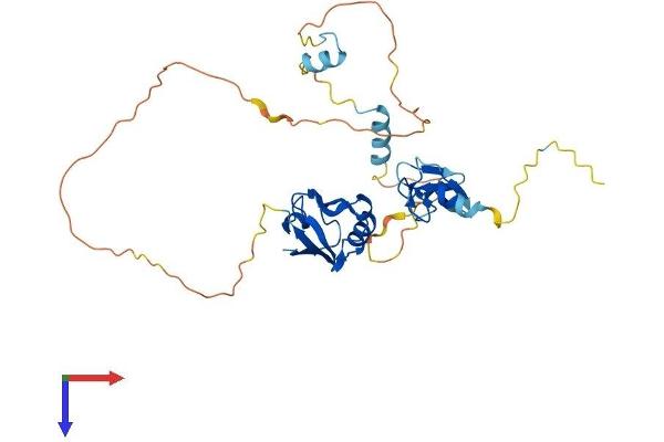 PDLIM4 Protein (AA 1-330) (His tag)