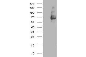 Western Blotting (WB) image for anti-Lectin, Galactoside-Binding, Soluble, 3 Binding Protein (LGALS3BP) (AA 19-300) antibody (ABIN1491078) (LGALS3BP Antikörper  (AA 19-300))