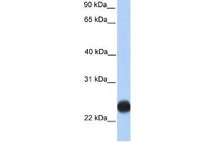 Western Blotting (WB) image for anti-Transmembrane Protein 123 (TMEM123) antibody (ABIN2459378) (TMEM123 Antikörper)