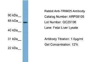 WB Suggested Anti-TRIM25  Antibody Titration: 0. (TRIM25 Antikörper  (Middle Region))