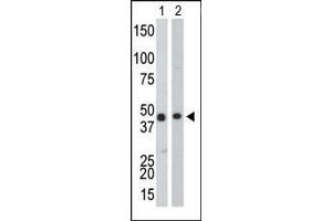 The anti-CKB Pab is used in Western blot to detect CKB in Y79 cell lysate (Lane 1) and mouse colon tissue lysate (Lane 2). (CKB Antikörper  (Middle Region))