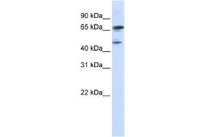 WB Suggested Anti-FOXP4 Antibody Titration:  0. (FOXP4 Antikörper  (N-Term))