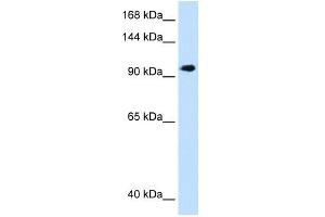 SEC63 antibody used at 1. (SEC63 Antikörper)