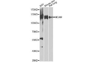 Western blot analysis of extracts of various cell lines, using MCAM antibody. (MCAM Antikörper)