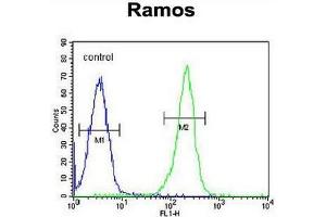 PAX5 Antibody (Center) flow cytometric analysis of Ramos cells (right histogram) compared to a negative control cell (left histogram).