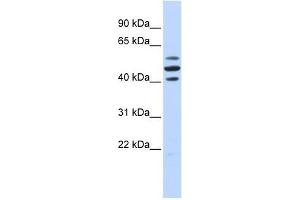 HSPBAP1 antibody used at 2. (HSPBAP1 Antikörper  (Middle Region))