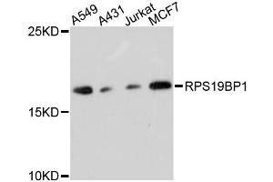 Western blot analysis of extracts of various cell lines, using RPS19BP1 antibody (ABIN6293816) at 1:3000 dilution. (RPS19BP1 Antikörper)