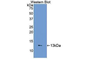 Western Blotting (WB) image for anti-Fatty Acid Binding Protein 1, Liver (FABP1) (AA 2-127) antibody (ABIN1078013) (FABP1 Antikörper  (AA 2-127))