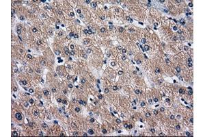 Immunohistochemical staining of paraffin-embedded Ovary tissue using anti-RPA2 mouse monoclonal antibody. (RPA2 Antikörper)
